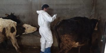 Muş’ta Şap hastalığına karşı aşılama devam ediyor