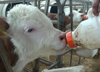 Muş’ta buzağı doğumları başladı, 1 milyar TL gelir bekleniyor