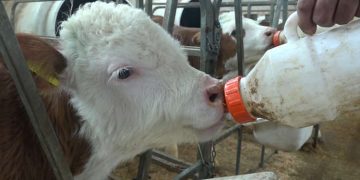 Muş’ta buzağı doğumları başladı, 1 milyar TL gelir bekleniyor