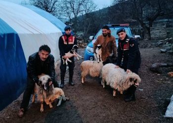 Sinop Boyabat’ta çalınan küçükbaş hayvanlar bulundu