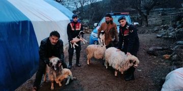 Sinop Boyabat’ta çalınan küçükbaş hayvanlar bulundu