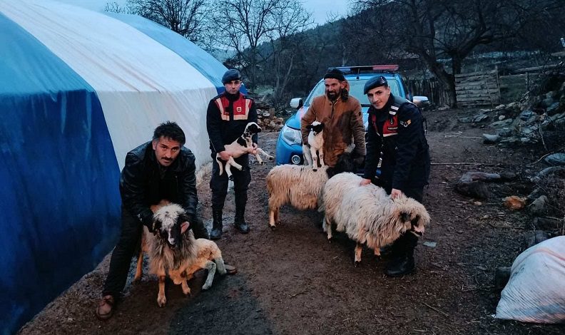 Sinop Boyabatta calinan kucukbas hayvanlar bulundu Habermeydan