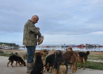 Sinop Demirci Köyü balıkçıları başıboş köpekler için yetkililerden destek bekliyor
