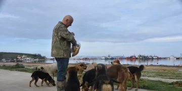 Sinop Demirci Köyü balıkçıları başıboş köpekler için yetkililerden destek bekliyor