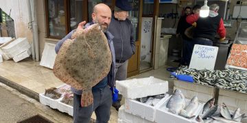 Sinop’ta avlanan balıkçıların ağına dev kalkan balıkları takıldı