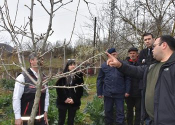 Sinop’ta çiftçilere budama eğitimi verildi