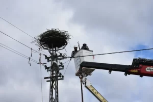 Sinopta elektrik direklerine leylekler icin ozel yuvalar takildi1 Habermeydan