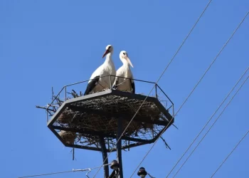Sinop’ta elektrik direklerine leylekler için özel yuvalar takıldı