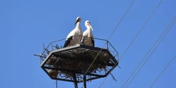 Sinop’ta elektrik direklerine leylekler için özel yuvalar takıldı