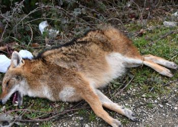 Sinop’ta otomobilin çarptığı çakal telef oldu