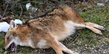 Sinop’ta otomobilin çarptığı çakal telef oldu