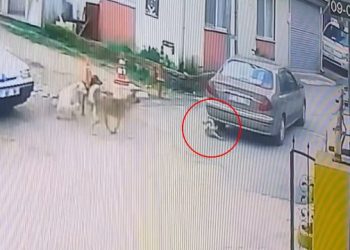 Sinop’ta otomobiliyle köpeği ezdi umursamadan yoluna devam etti