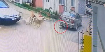 Sinop’ta otomobiliyle köpeği ezdi umursamadan yoluna devam etti
