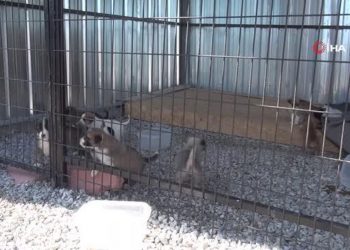 Sinop’ta sokak hayvanlarının tüm ihtiyaçları ‘Scak Yuvam’da karşılanacak