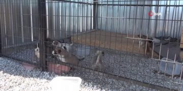 Sinop’ta sokak hayvanlarının tüm ihtiyaçları ‘Scak Yuvam’da karşılanacak