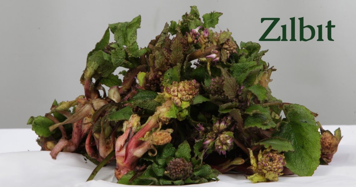 Sinop'ta 'zılbıt' dönemi! Sinopta zilbit zamani Habermeydan