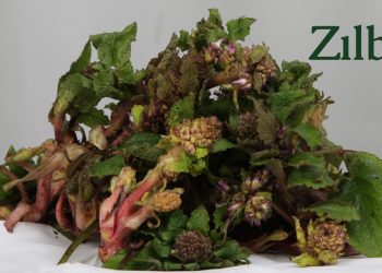 Sinop’ta ‘zılbıt’ dönemi