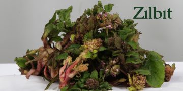 Sinop’ta ‘zılbıt’ dönemi