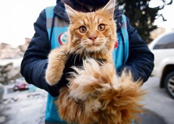 Depremzede ev hayvanları hakkında genelge