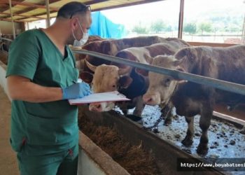 Kurbanlıklar sahaya sürülene dek şap bertaraf edilecek