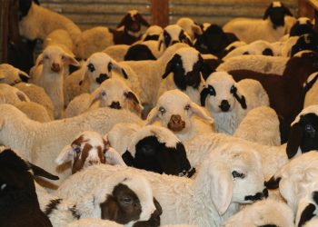 Türkiye’de yeni şap virüsü alarmı!