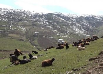 Muş’ta koyunlar tekrar meraya çıkarıldı