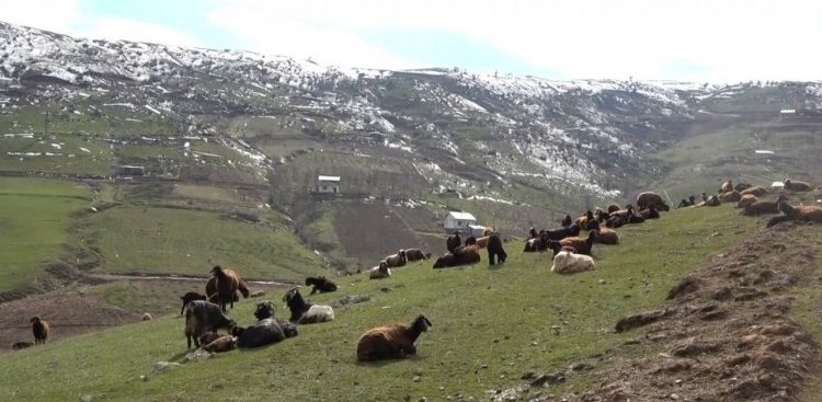 Karlarin erimesiyle koyunlar tekrar meraya cikarildi Habermeydan