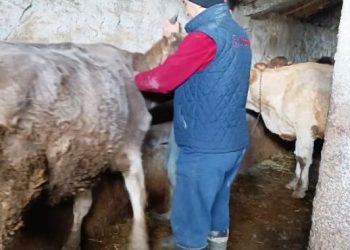 Muş Bulanık’ta şap hastalığına karşı tedbirler ve aşılama devam ediyor