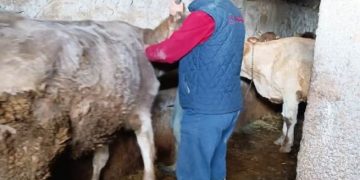 Muş Bulanık’ta şap hastalığına karşı tedbirler ve aşılama devam ediyor