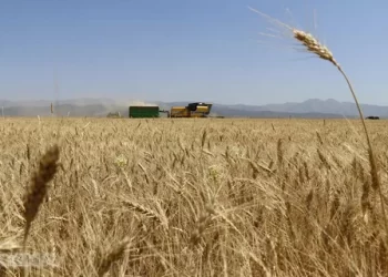 Muş Malazgirtli çiftçiler 2023 hububat alım fiyatını bekliyor