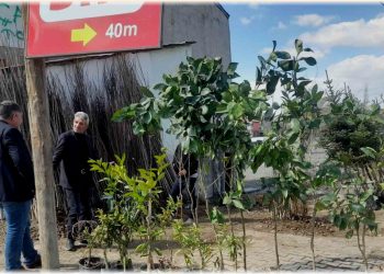 Muş Malazgirt’te fidan satışları başladı