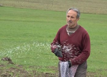 Muş Ovası’nda yeşeren buğday tarlaları gübreleniyor