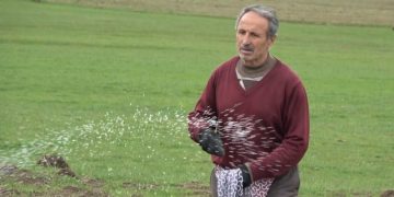 Muş Ovası’nda yeşeren buğday tarlaları gübreleniyor