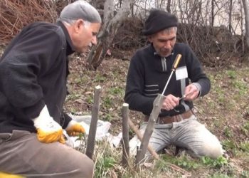 Muş’ta Meyve ağaçları aşılanmaya başladı