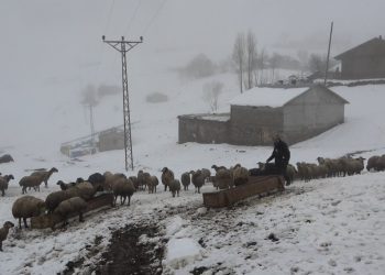 Muş’ta Nisan ayında kar geri geldi