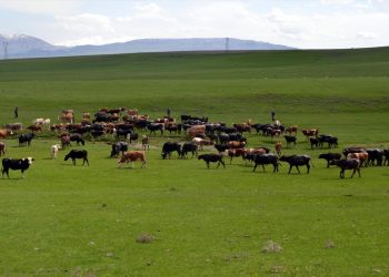 Muş’ta çoban bulamayan köylüler, sürülerini nöbetleşerek otlatıyor
