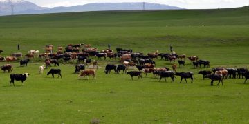 Muş’ta çoban bulamayan köylüler, sürülerini nöbetleşerek otlatıyor