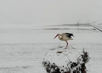 Muş’ta ovaya dönen leylekler yuvalarında kara yakalandı