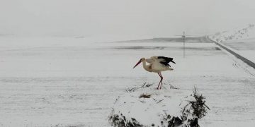 Muş’ta ovaya dönen leylekler yuvalarında kara yakalandı