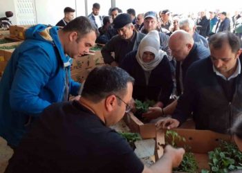 Sinop’ta 530 seracıya 61 bin 890 sebze fidesi dağıtıldı