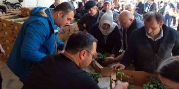 Sinop’ta 530 seracıya 61 bin 890 sebze fidesi dağıtıldı