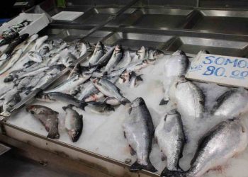 Sinop’ta balık tezgahlarını havuz balıkları süslüyor