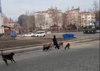 Sinop’ta başıboş sokak köpekleri vatandaşlara saldırdı