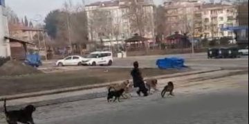 Sinop’ta başıboş sokak köpekleri vatandaşlara saldırdı