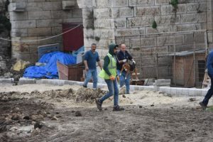 Sinopta basibos sokak kopekleri vatandaslara saldirdi1 Habermeydan