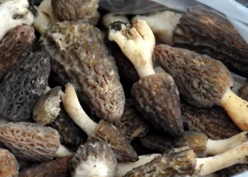 Sinop’ta kuzu göbeği’nin kilosu 250 lira