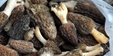 Sinop’ta kuzu göbeği’nin kilosu 250 lira