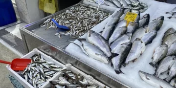 Sinop’ta mezgit ve somon Ramazan ayının vazgeçilmezi oldu