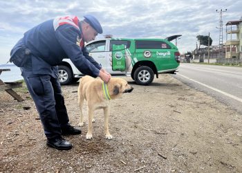 Sinop’ta sokak köpeklerine ışık yansıtıcı tasma takıldı