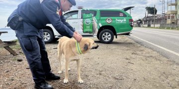 Sinop’ta sokak köpeklerine ışık yansıtıcı tasma takıldı